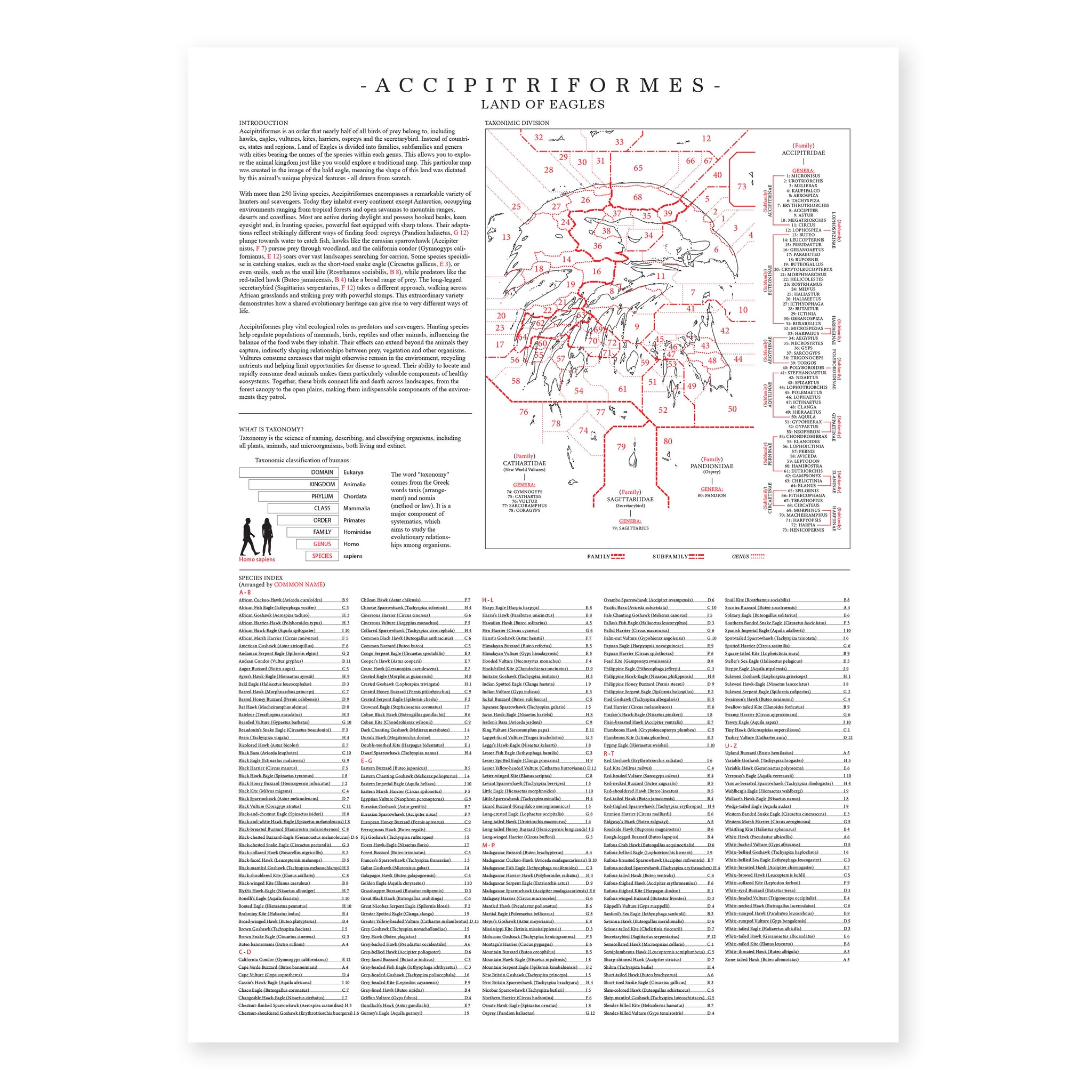 Accipitriformes - Land of Eagles