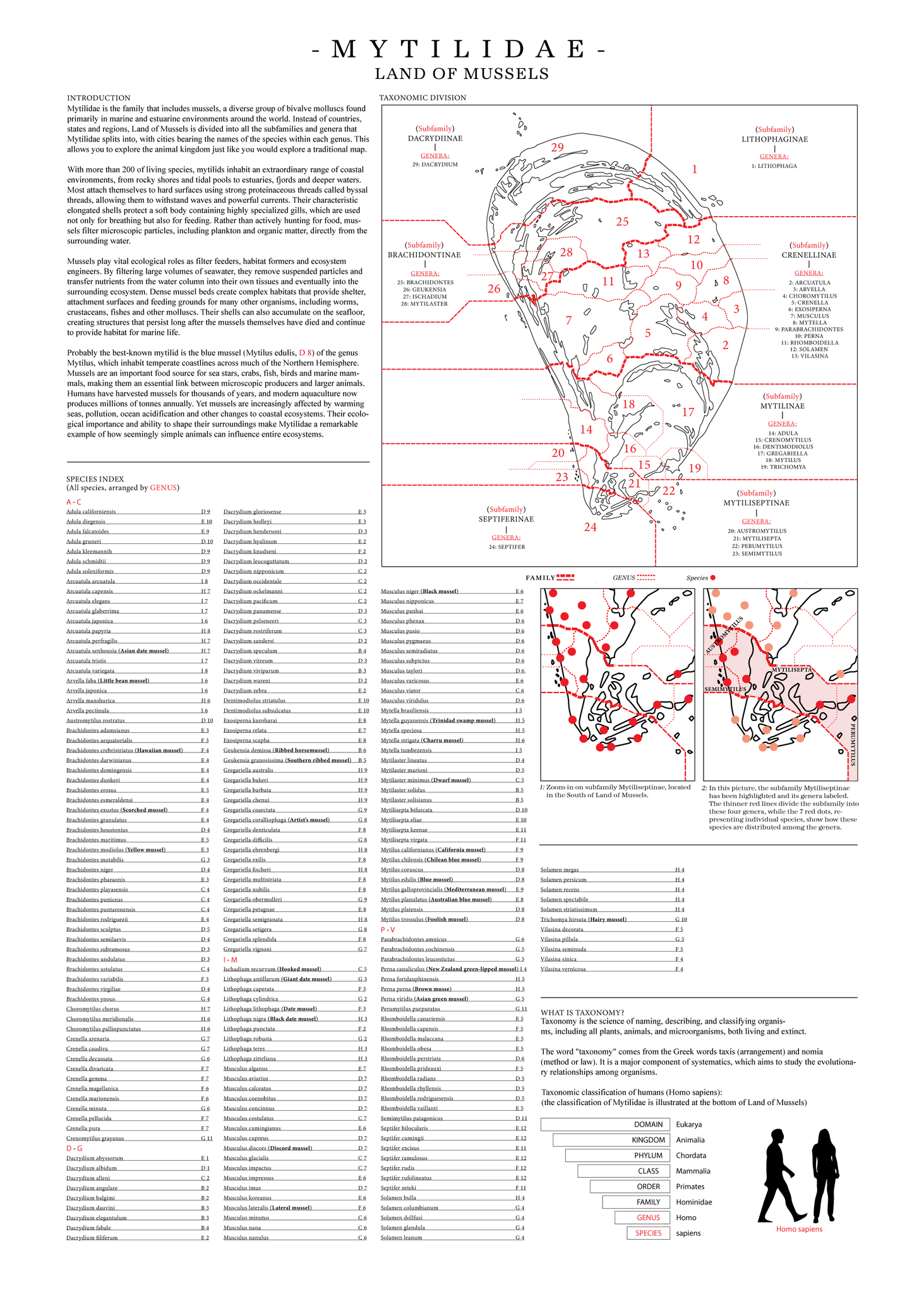 Mytilidae - Land of Mussels