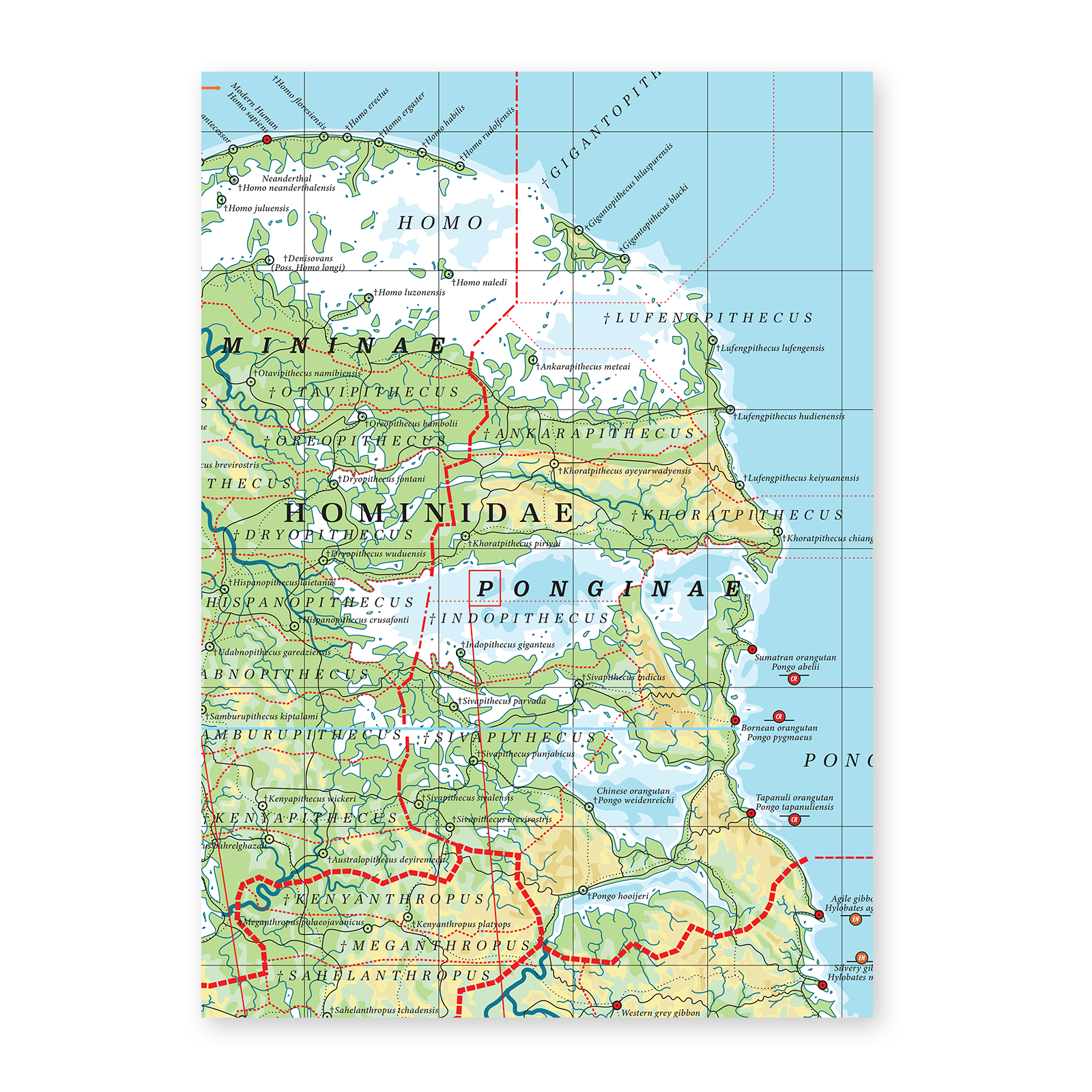Hominoidea - Land of Apes (Darwin)