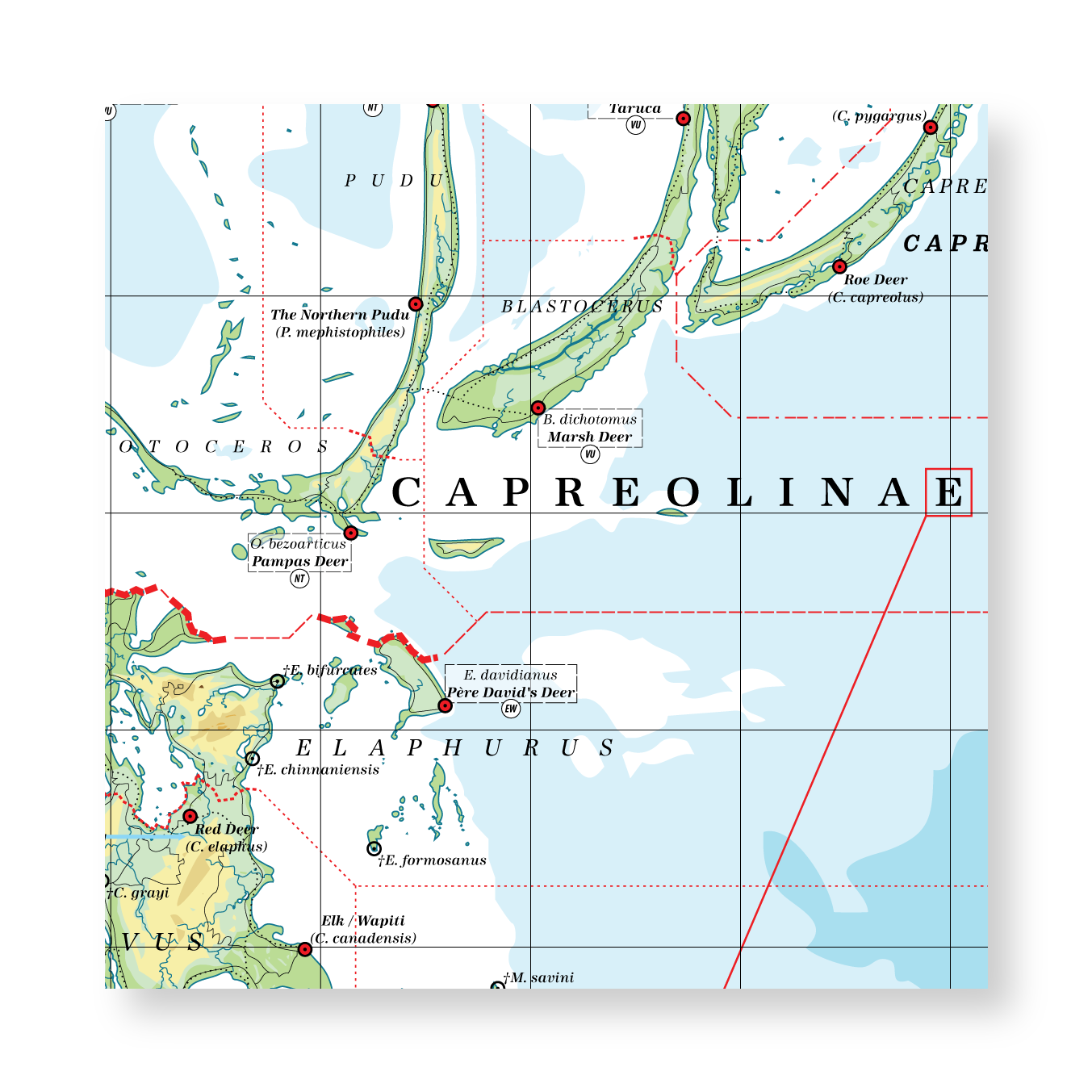 Cervidae - Land of Deer