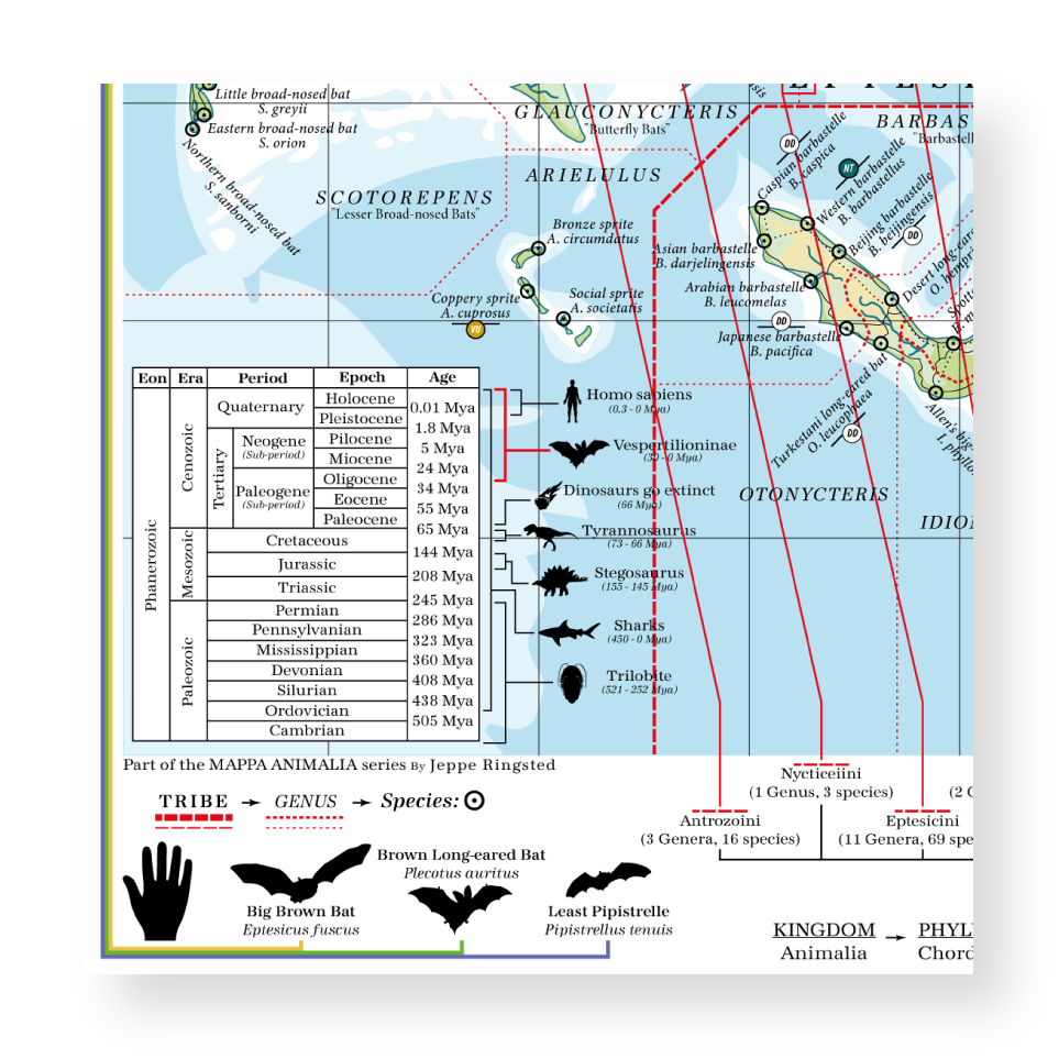 Vespertilioninae - Land of Vesper Bats