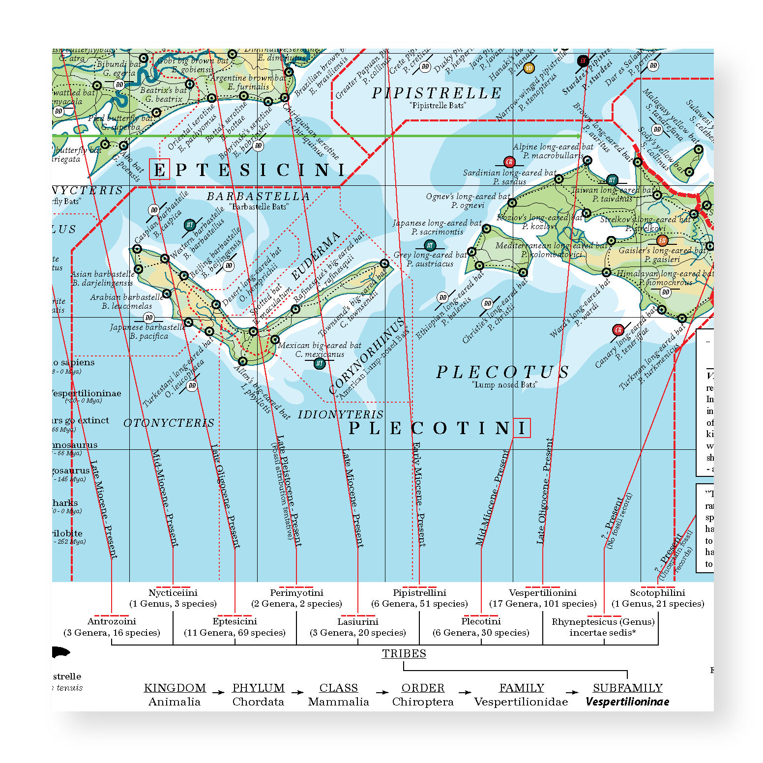 Vespertilioninae - Land of Vesper Bats