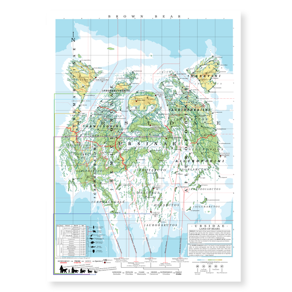 Ursidae - Land of Bears (Brown Bear)