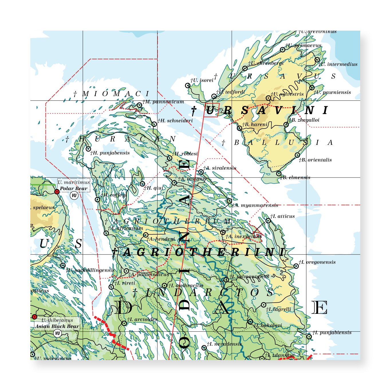 Ursidae - Land of Bears (Brown Bear)