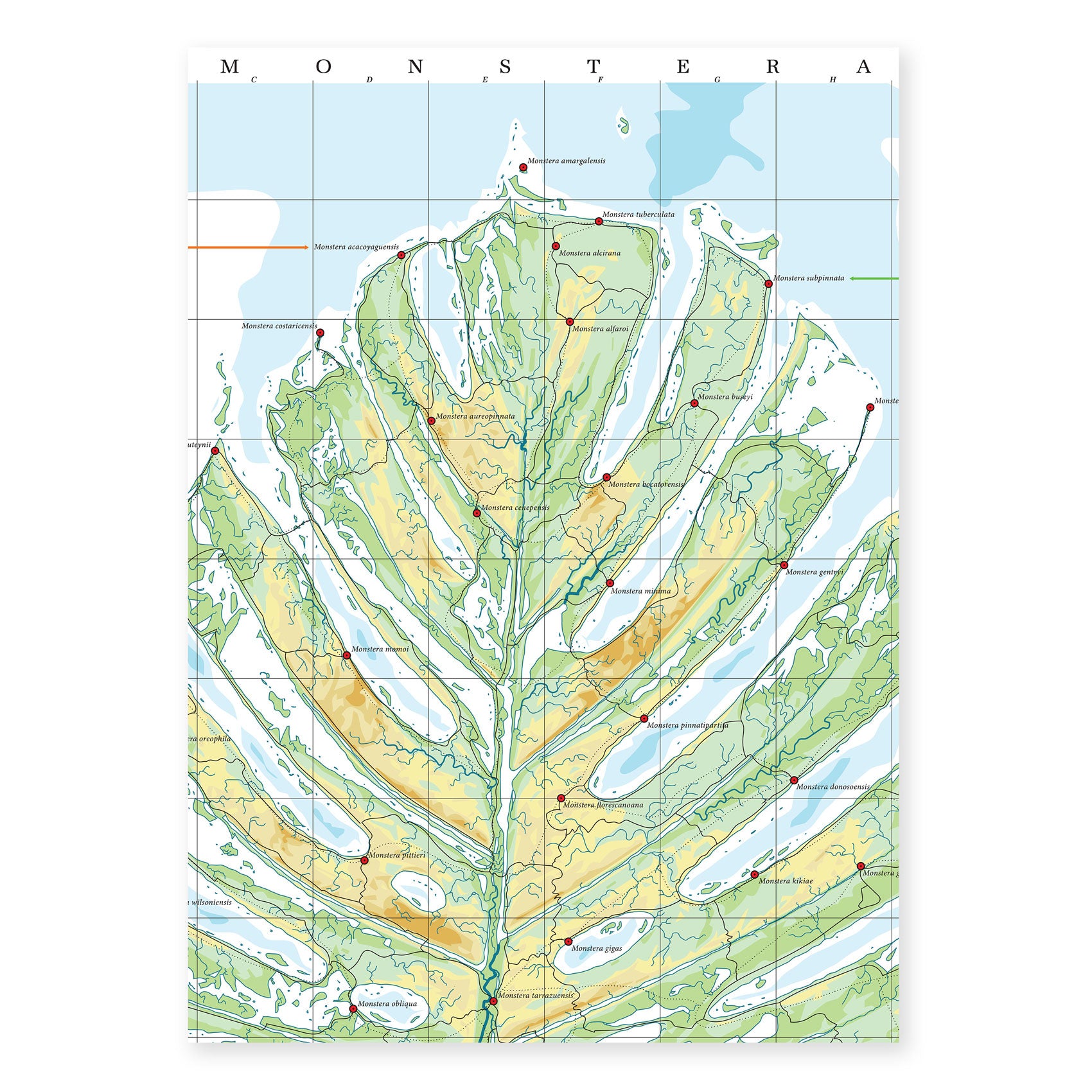 Plantae - Land of Monstera